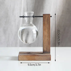Hydroponic Transparent Plant Vases