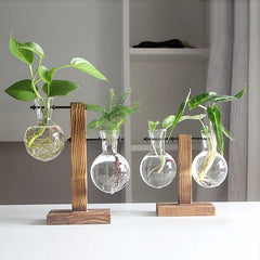 Hydroponic Transparent Plant Vases