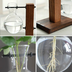 Hydroponic Transparent Plant Vases