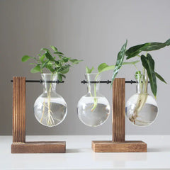 Hydroponic Transparent Plant Vases